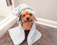 Puppy For Sale Premier Pups Popular Yorkshire Terrier Pup