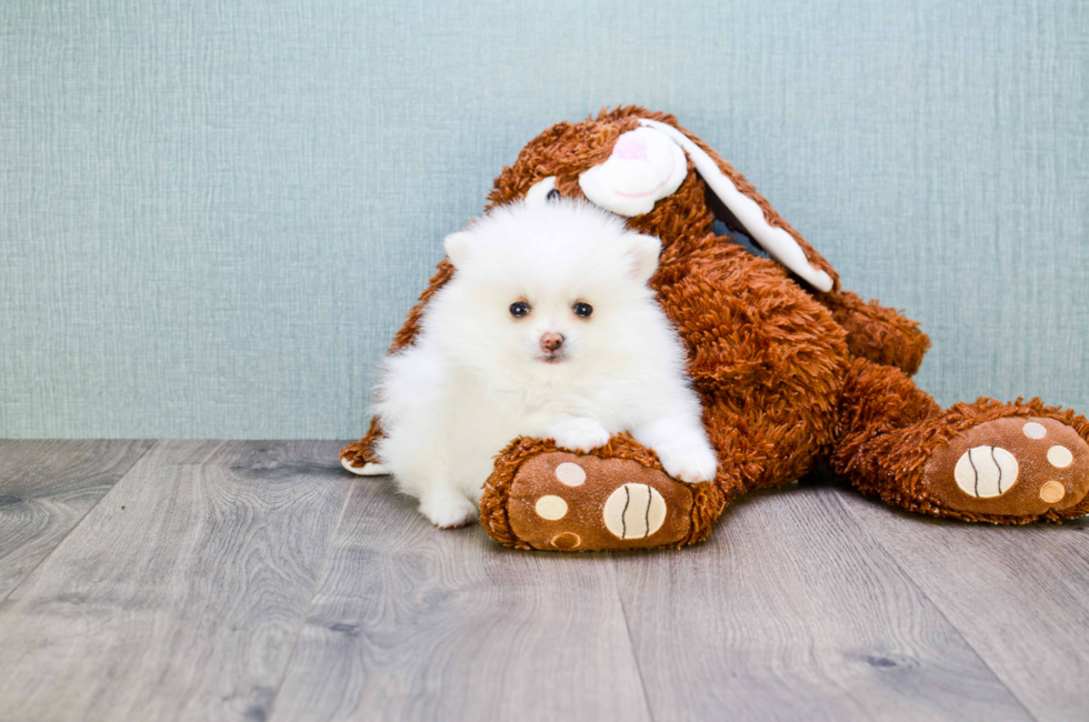 Small breed puppies for sale Teacup Pups for sale in Ohio Premier Pups