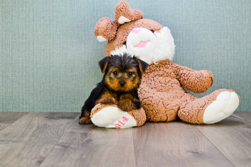 9 week yorkie puppy weight akc yorkie puppies for sale buy teacup terrier pups 9 week yorkie puppy weight akc yorkie puppies for sale buy teacup terrier pups