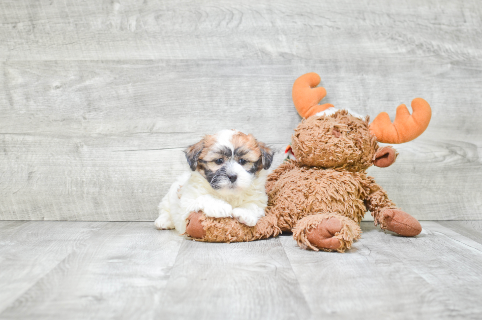 Small breed puppies for sale Teacup Pups for sale in Ohio Premier Pups