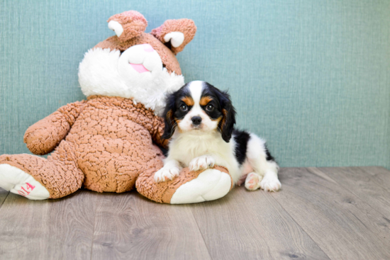 Best Cavalier King Charles Spaniel Baby