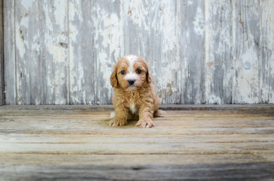 Funny Cavapoo Poodle Mix Pup