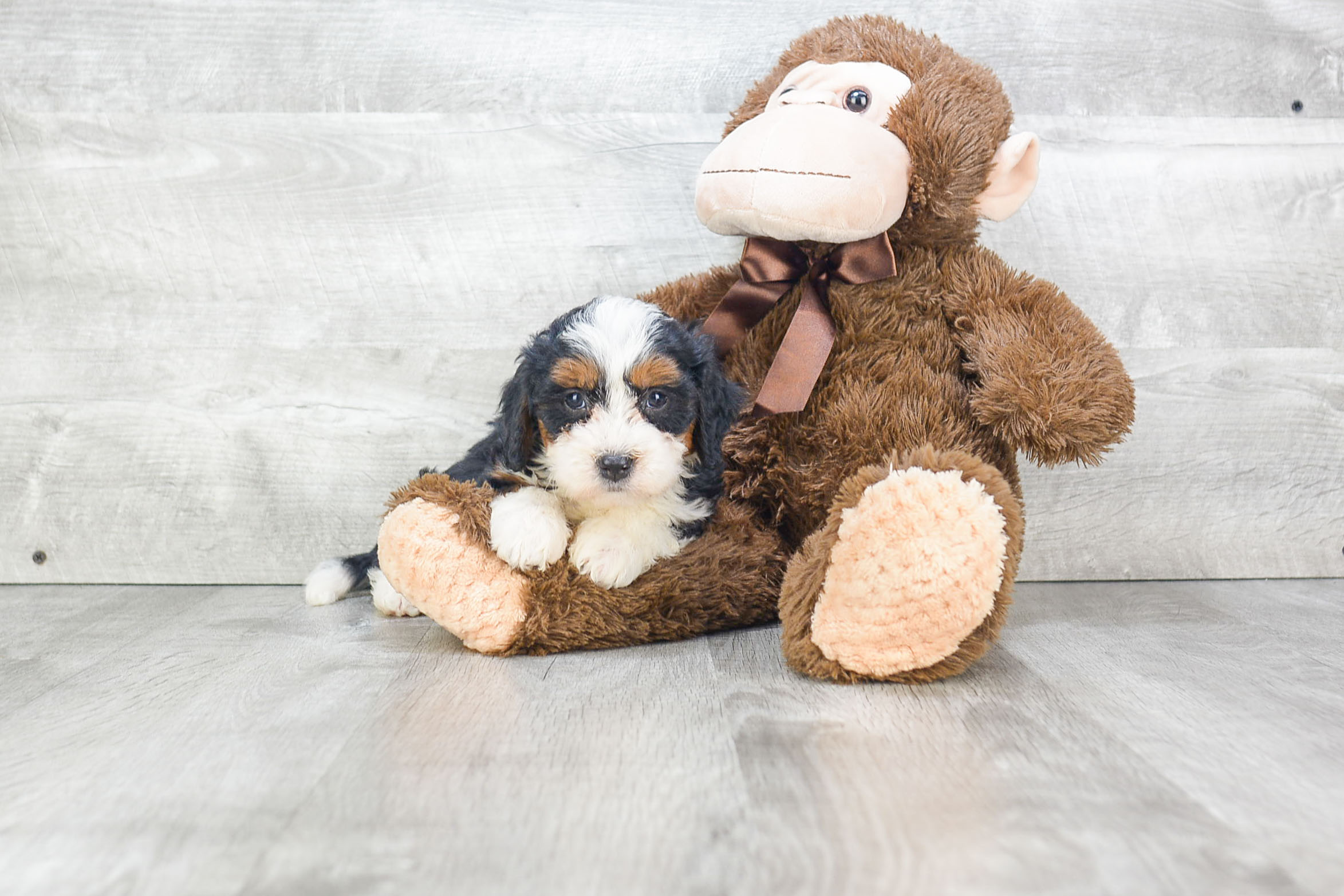 bernedoodle stuffed animal