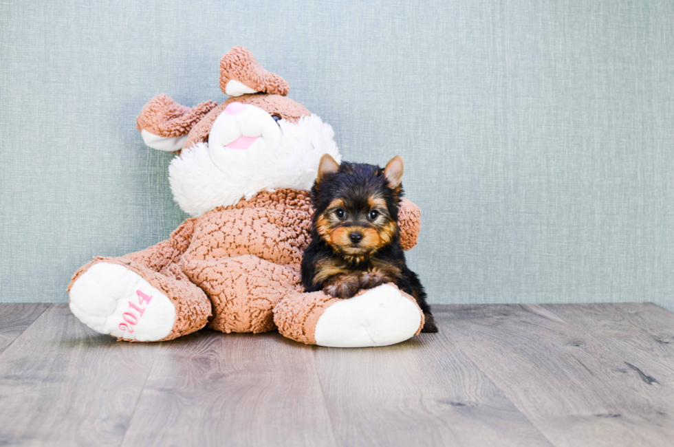 9 week yorkie puppy weight akc yorkie puppies for sale buy teacup terrier pups 9 week yorkie puppy weight akc yorkie puppies for sale buy teacup terrier pups