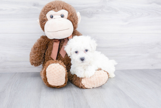 Playful Bichon Frise Purebred Pup