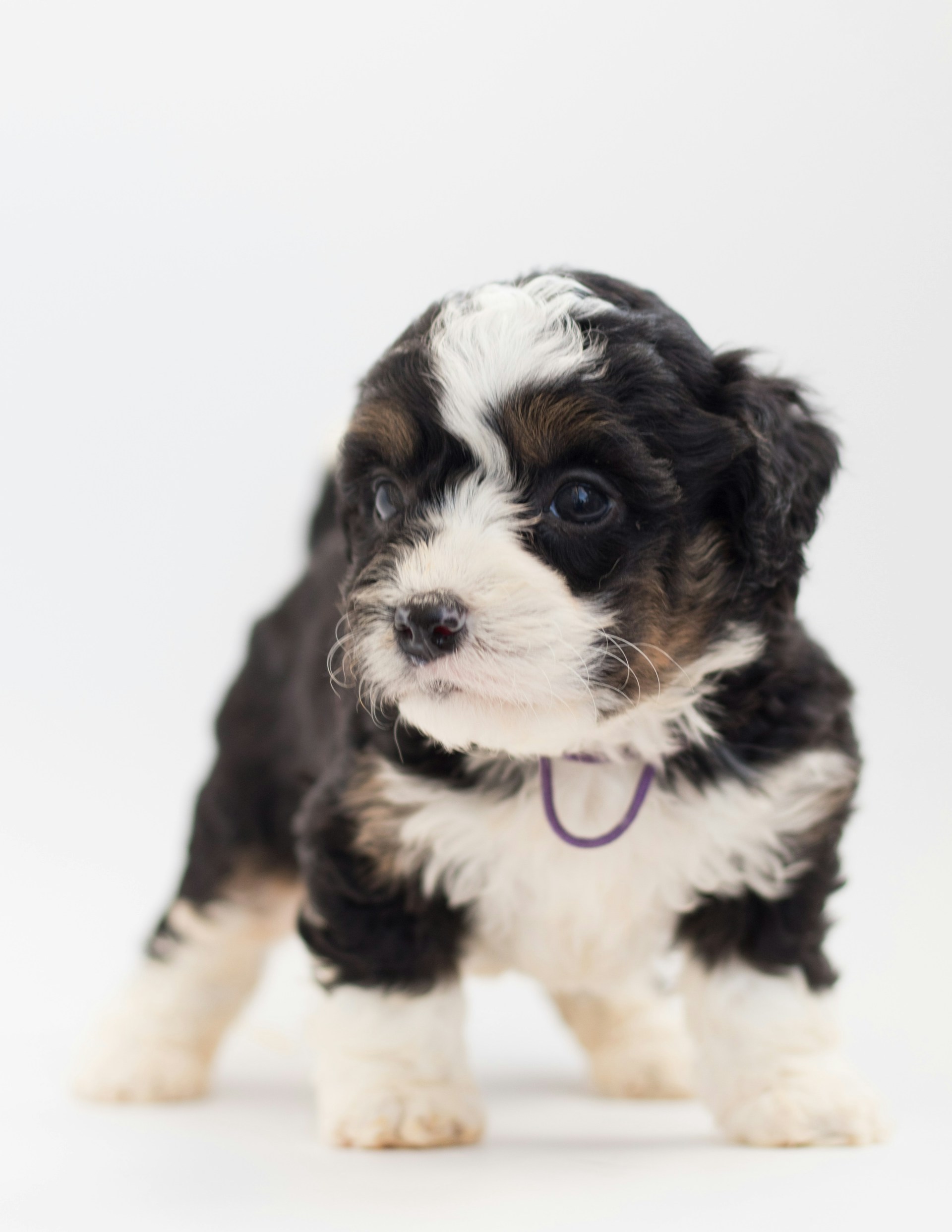 a black and white mini bernedoodle puppy on a white background