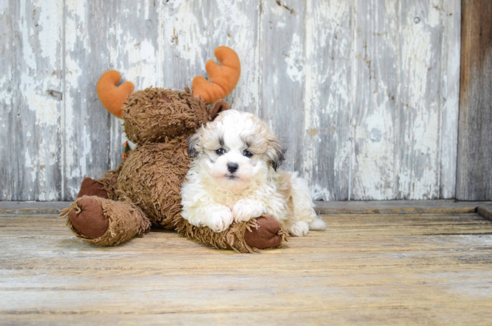 8 week old teddy bear puppies