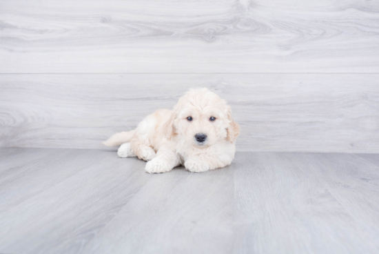 Fluffy Mini Goldendoodle Poodle Mix Pup