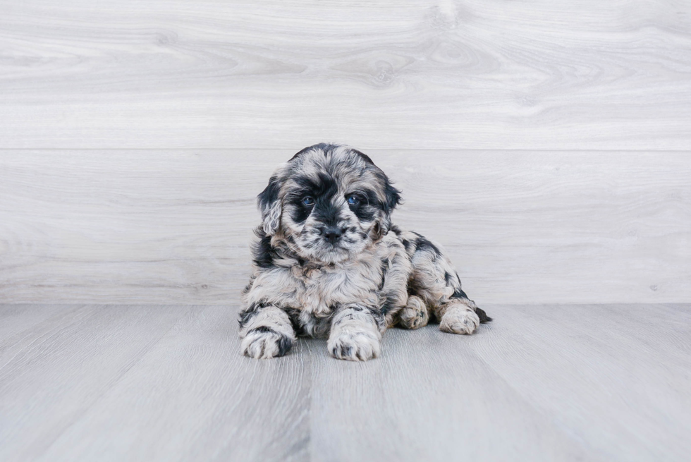Meet Riley - our Mini Goldendoodle Puppy Photo 2/4 - Premier Pups