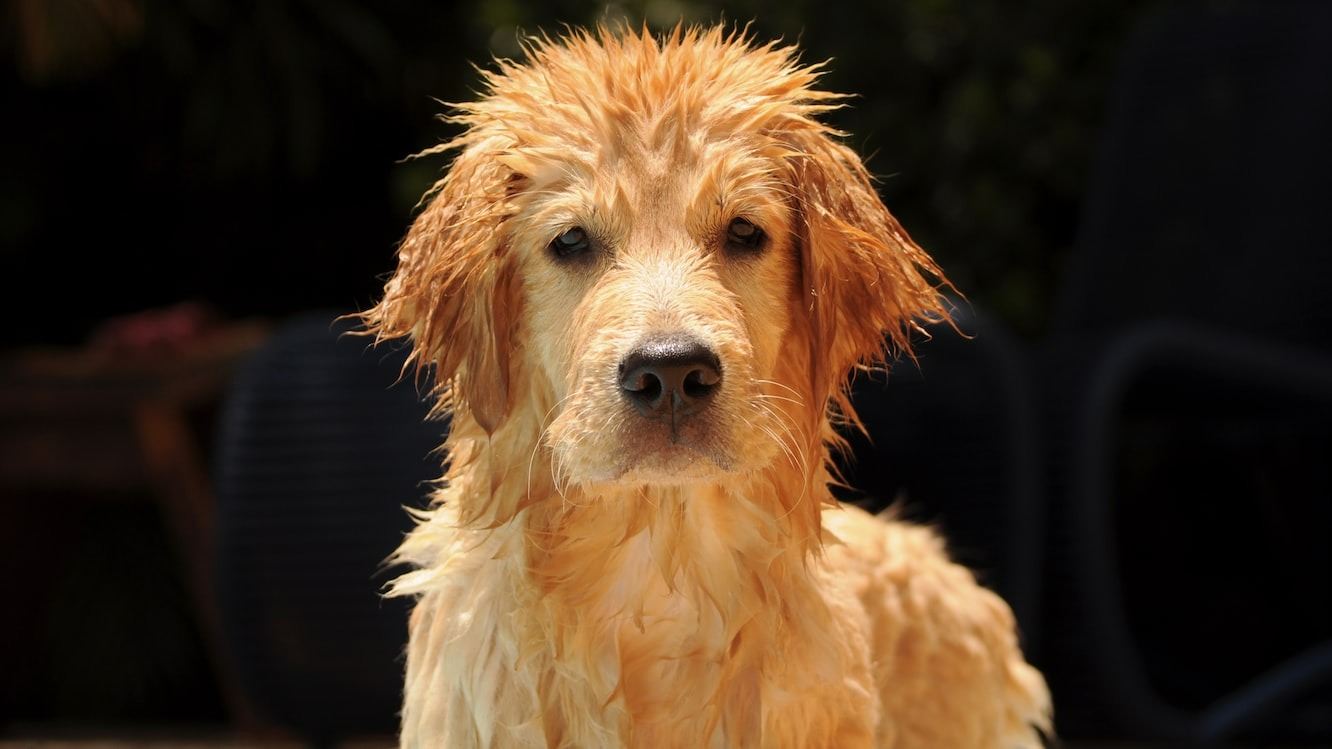 wet dog after a swim