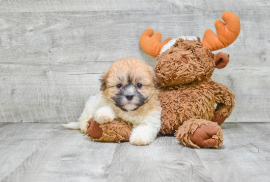 Fluffy Teddy Bear Designer Pup