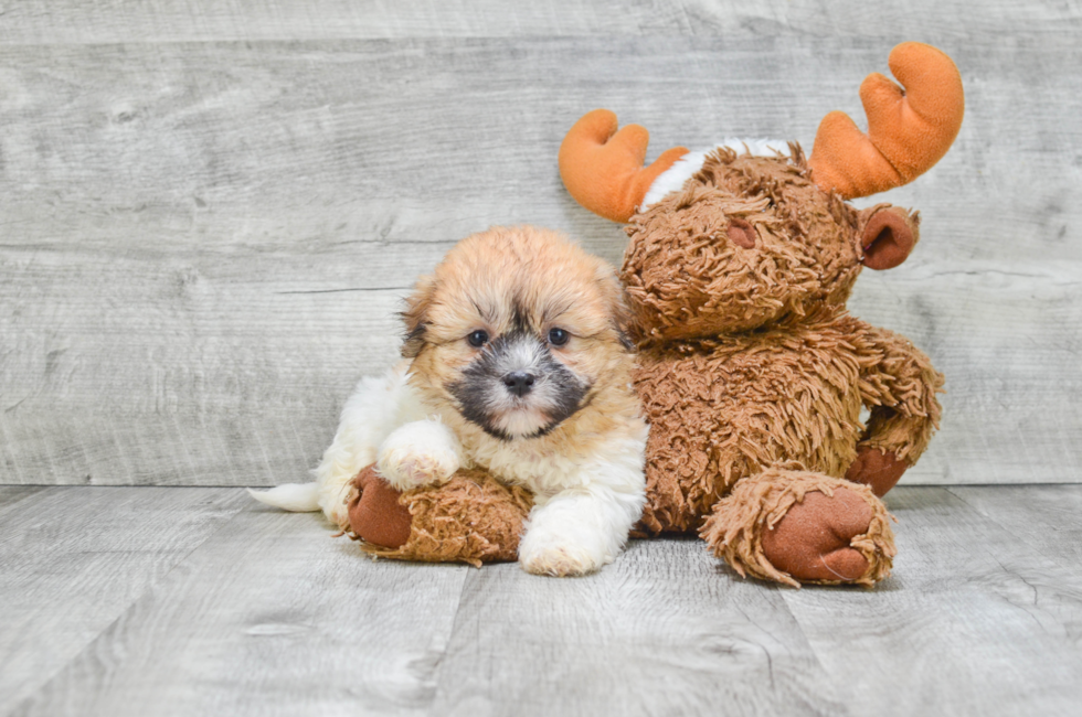 teddy bear puppy price