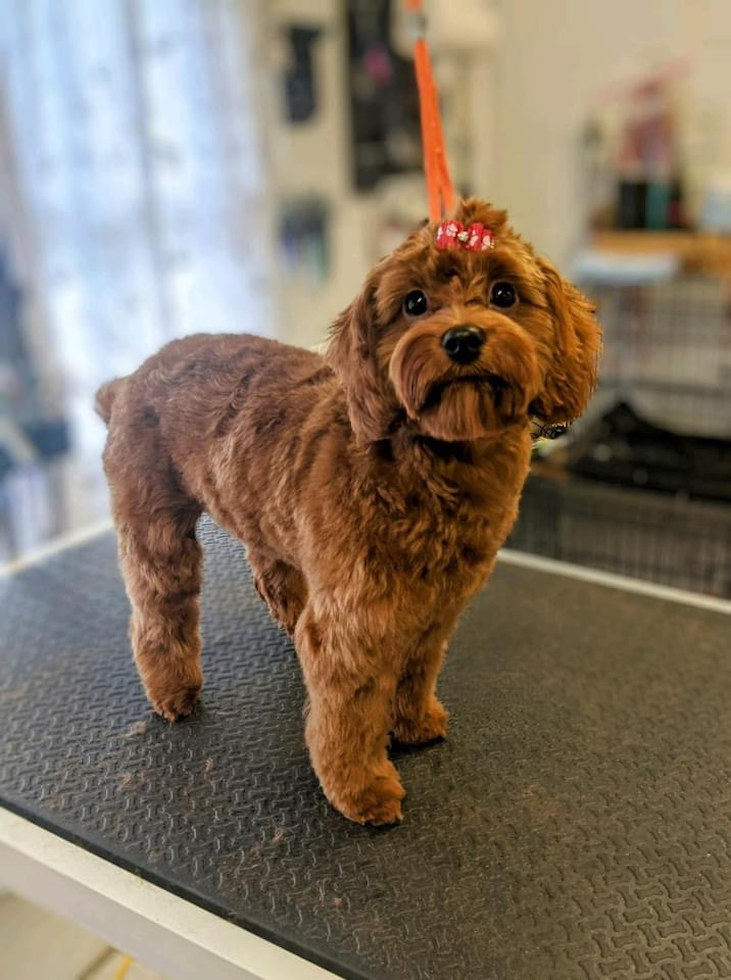 brown cavapoo after getting a haircut