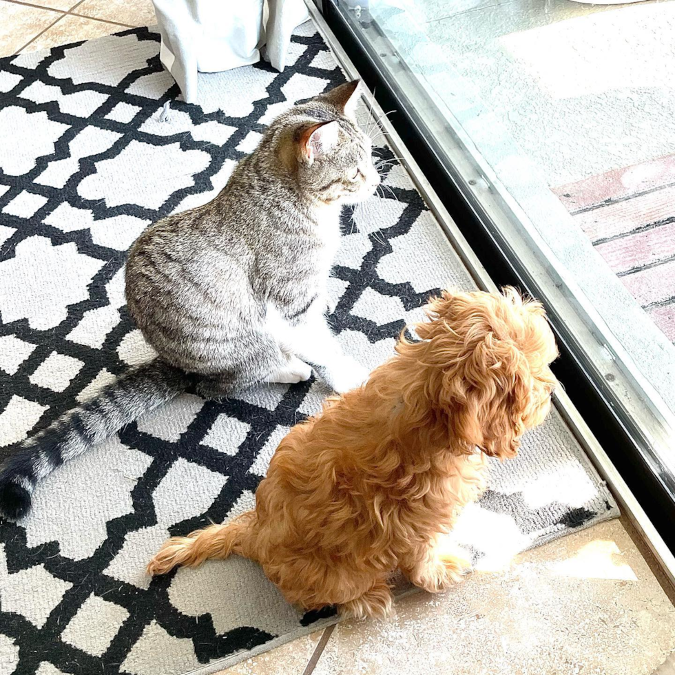 a toy cavapoo and a cat looking out a glass door