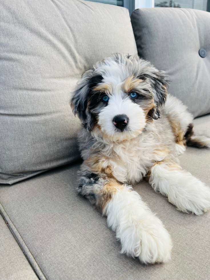merle mini bernedoodle with blue eyes sitting on a white couch - bernedoodle lifespan - premier pups