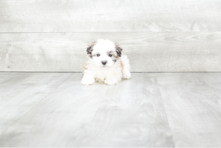 Meet Lincoln - our Maltipoo Puppy Photo 1/4 - Premier Pups