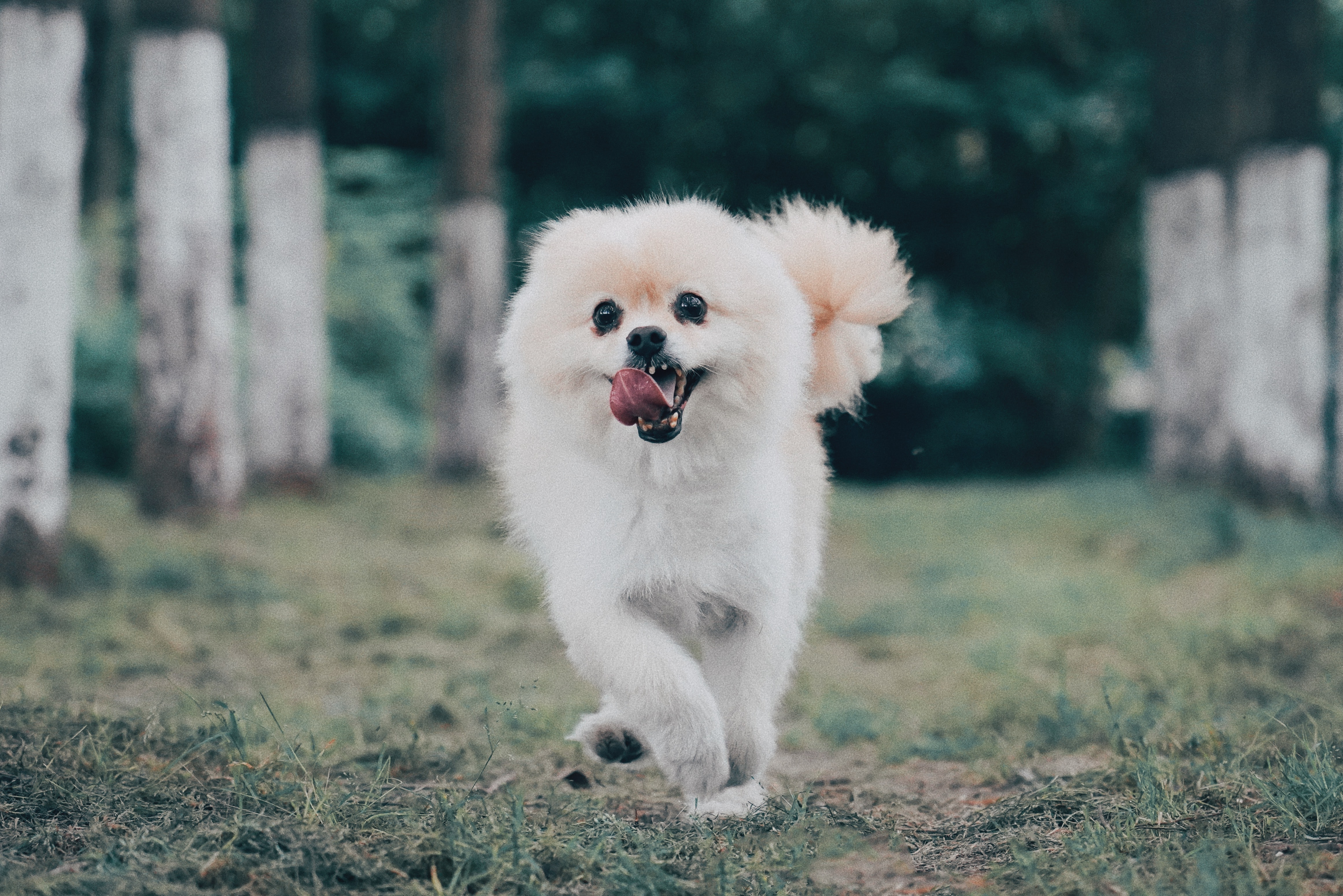white Pomeranian running on grass