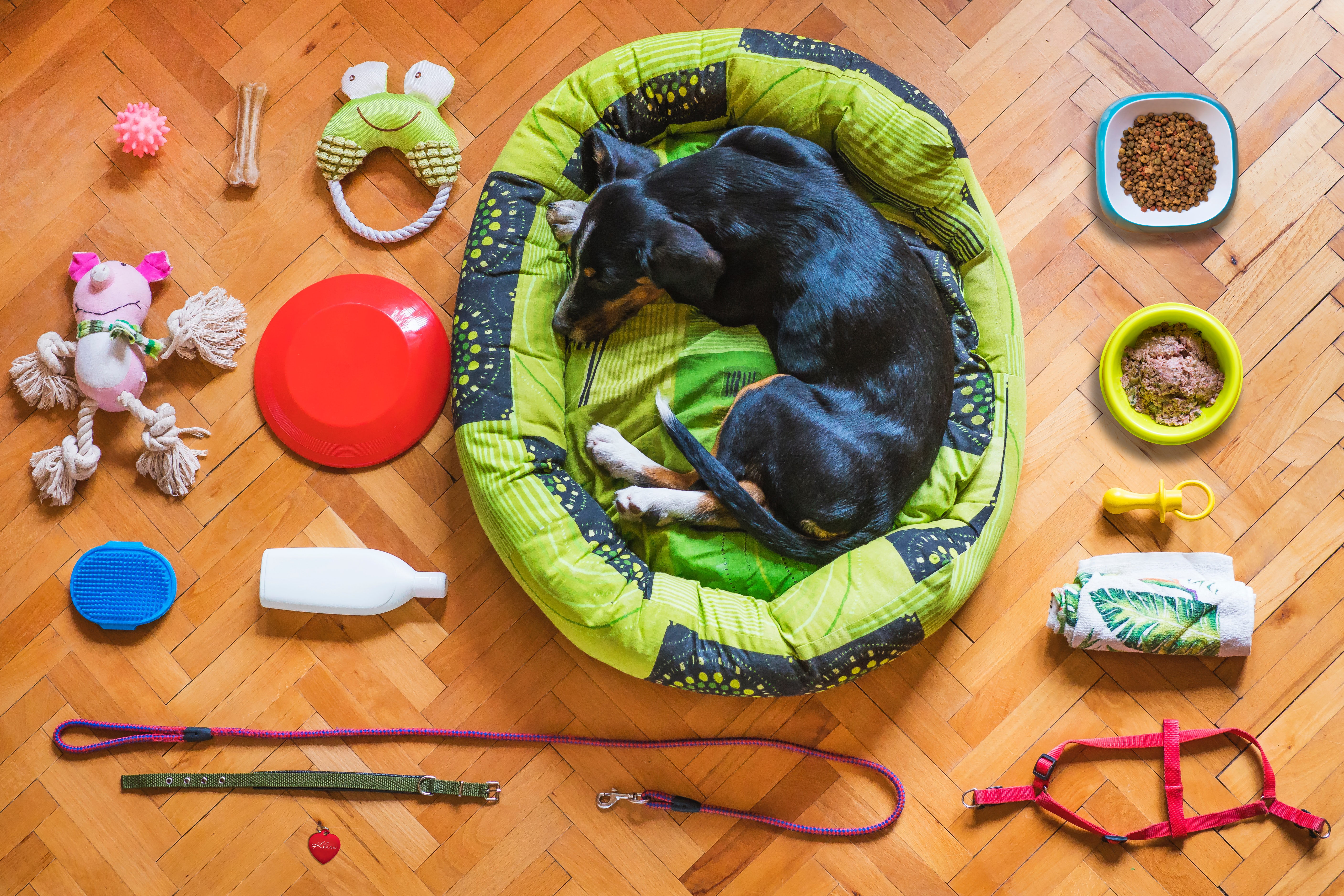 black dog in dog bed surrounded by pet supplies