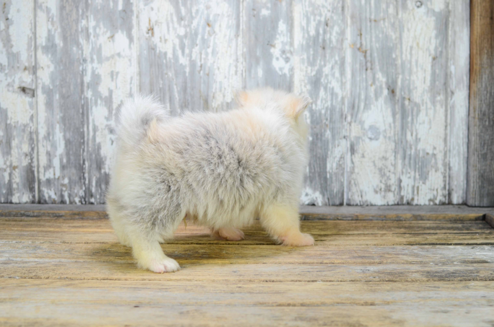 Little Mini Husky Designer Puppy