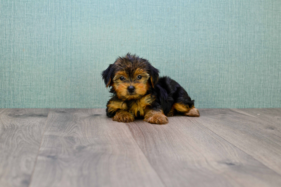 Meet Timmy - our Yorkshire Terrier Puppy Photo 