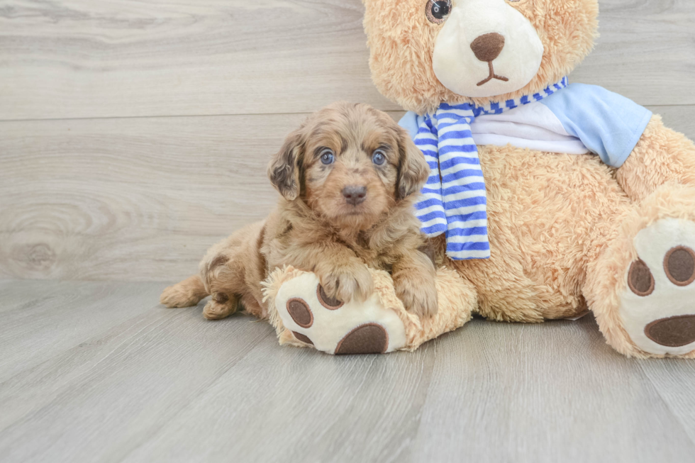 red merle mini goldendoodle puppy for sale at premier pups. 