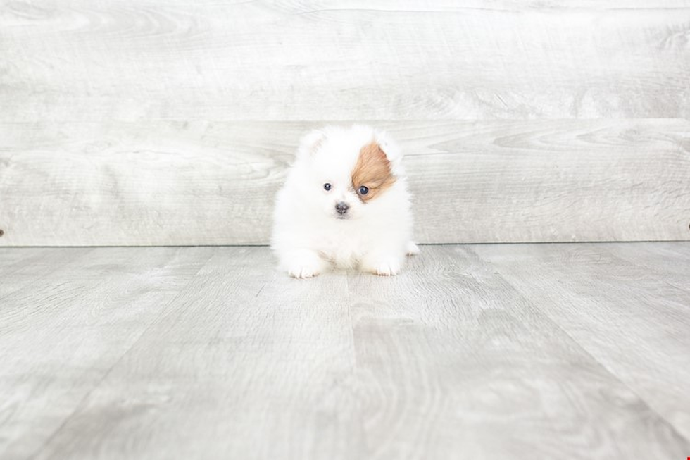 Meet Daphne - our Pomeranian Puppy Photo 1/4 - Premier Pups