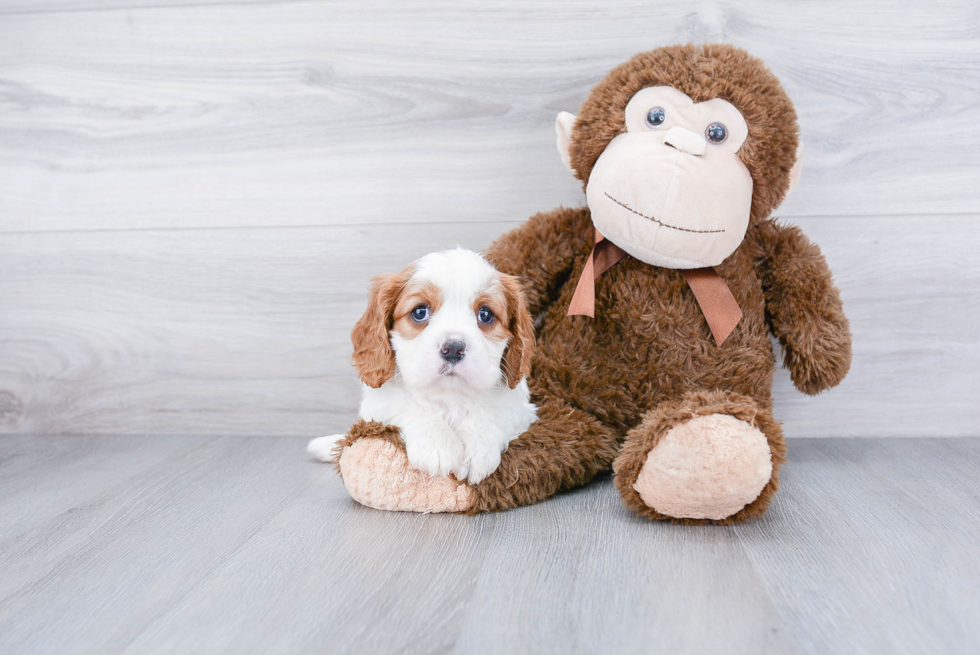 Meet Conway - our Cavalier King Charles Spaniel Puppy Photo 2/3 - Premier Pups