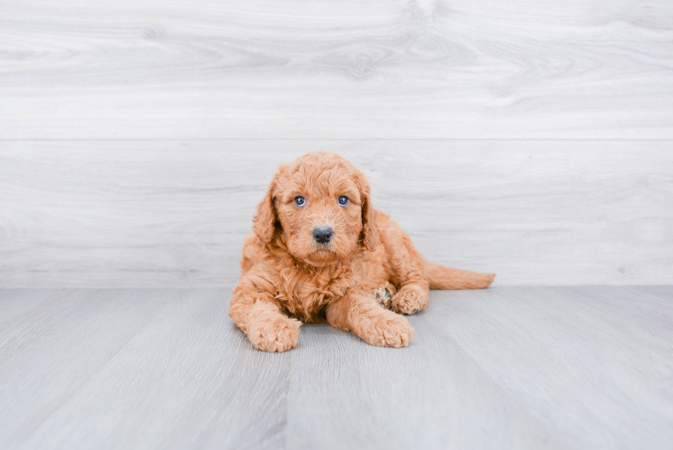Meet Anabelle - our Mini Goldendoodle Puppy Photo 3/3 - Premier Pups