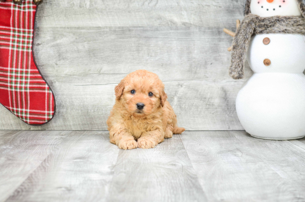 Miniature Goldendoodle puppies for sale Mixed small breed puppies for