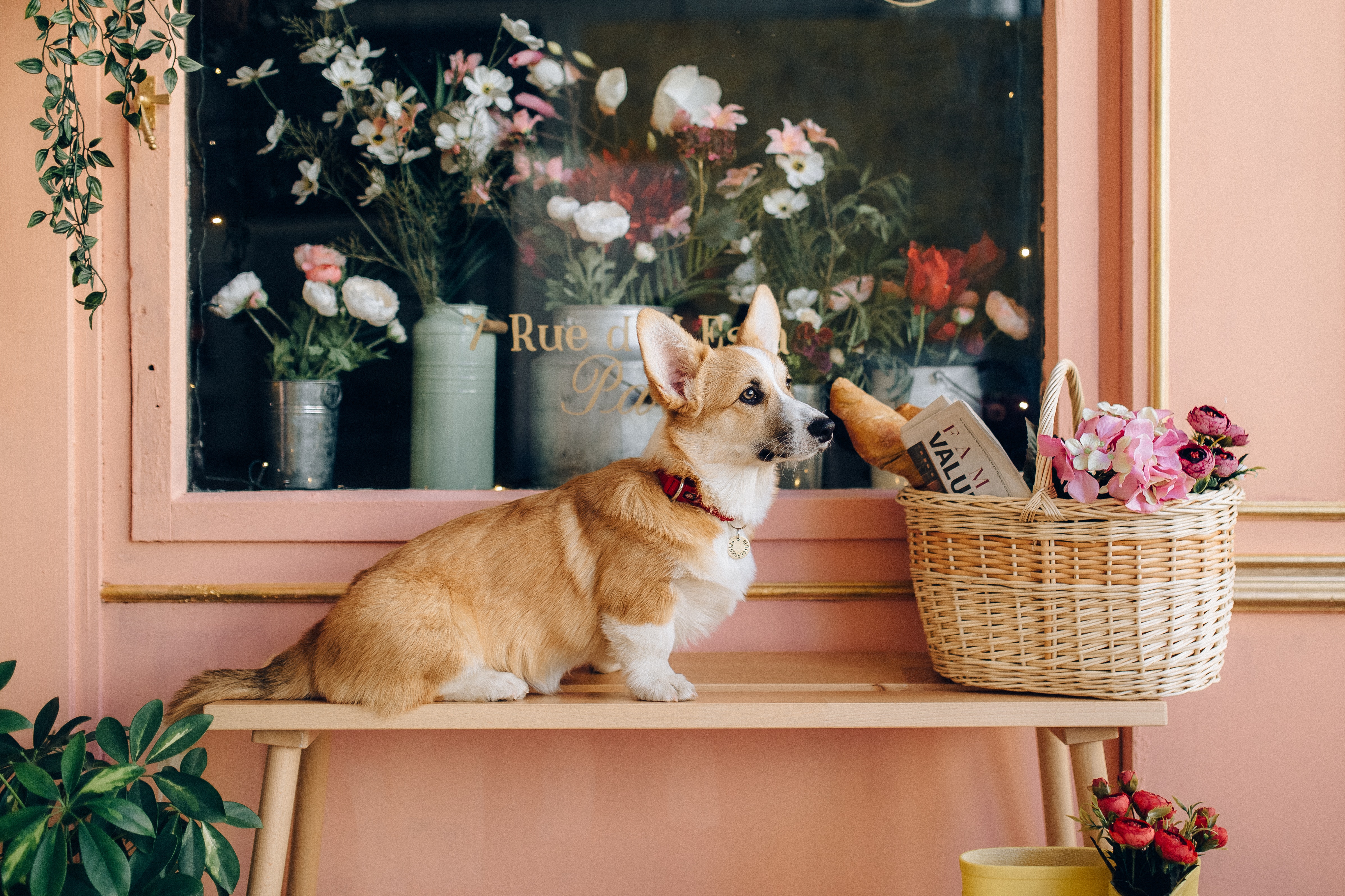 a corgi sitting on a bench near a picnic basket