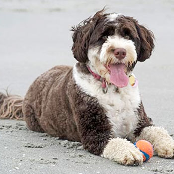 full grown mini portidoodle with brown and white coat sitting on sand