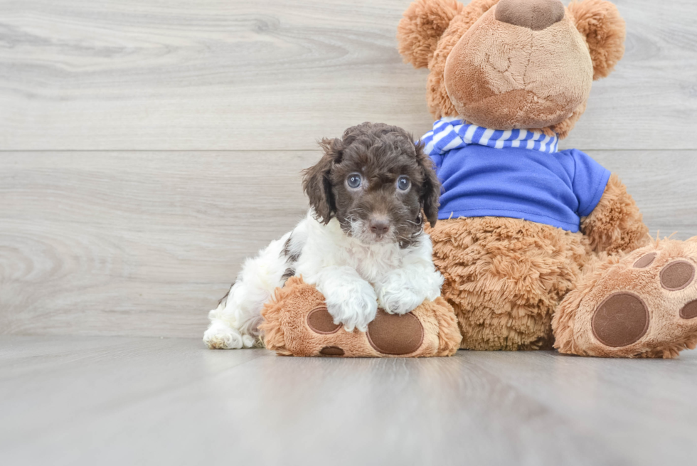brown and white cockapoo puppy sitting next to a big teddy bear