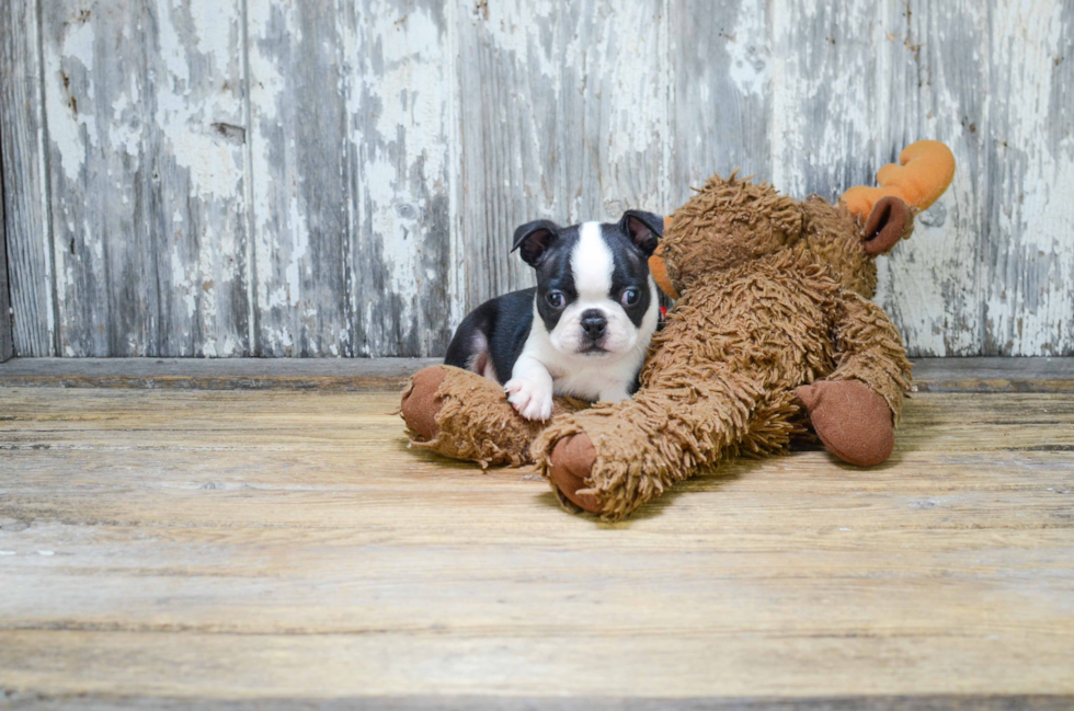 Popular Boston Terrier Purebred Pup