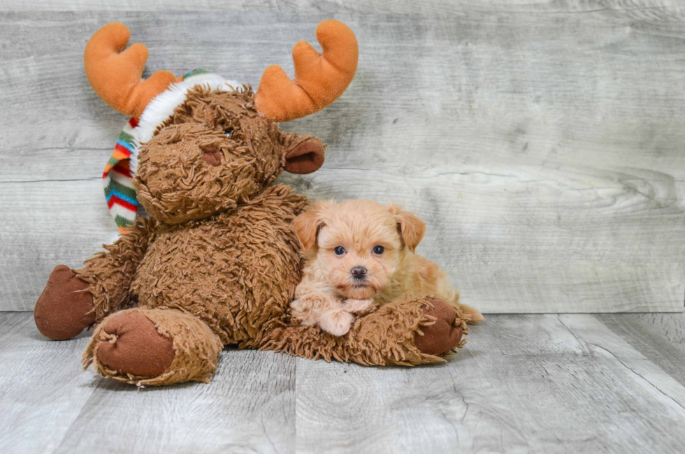 Cavapoo puppies for sale | Small cross breed puppies for ...