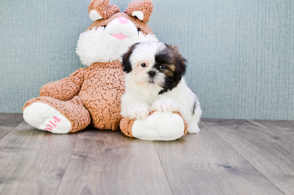 Teddy Bear Puppies For Sale Shichon puppies for sale in Ohio