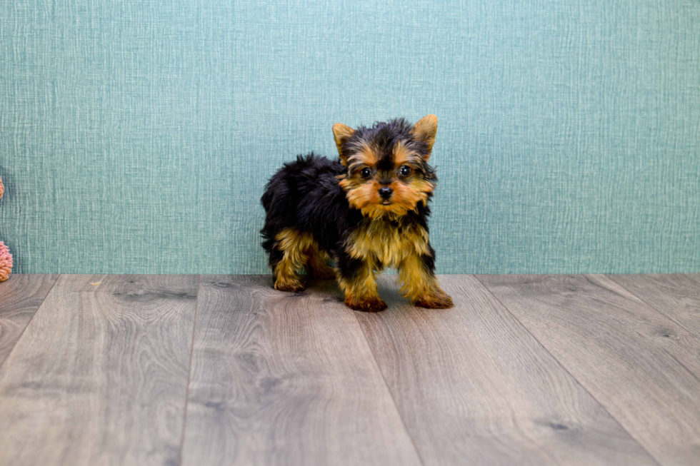 Meet Micro-Teacup-Diamond - our Yorkshire Terrier Puppy Photo 