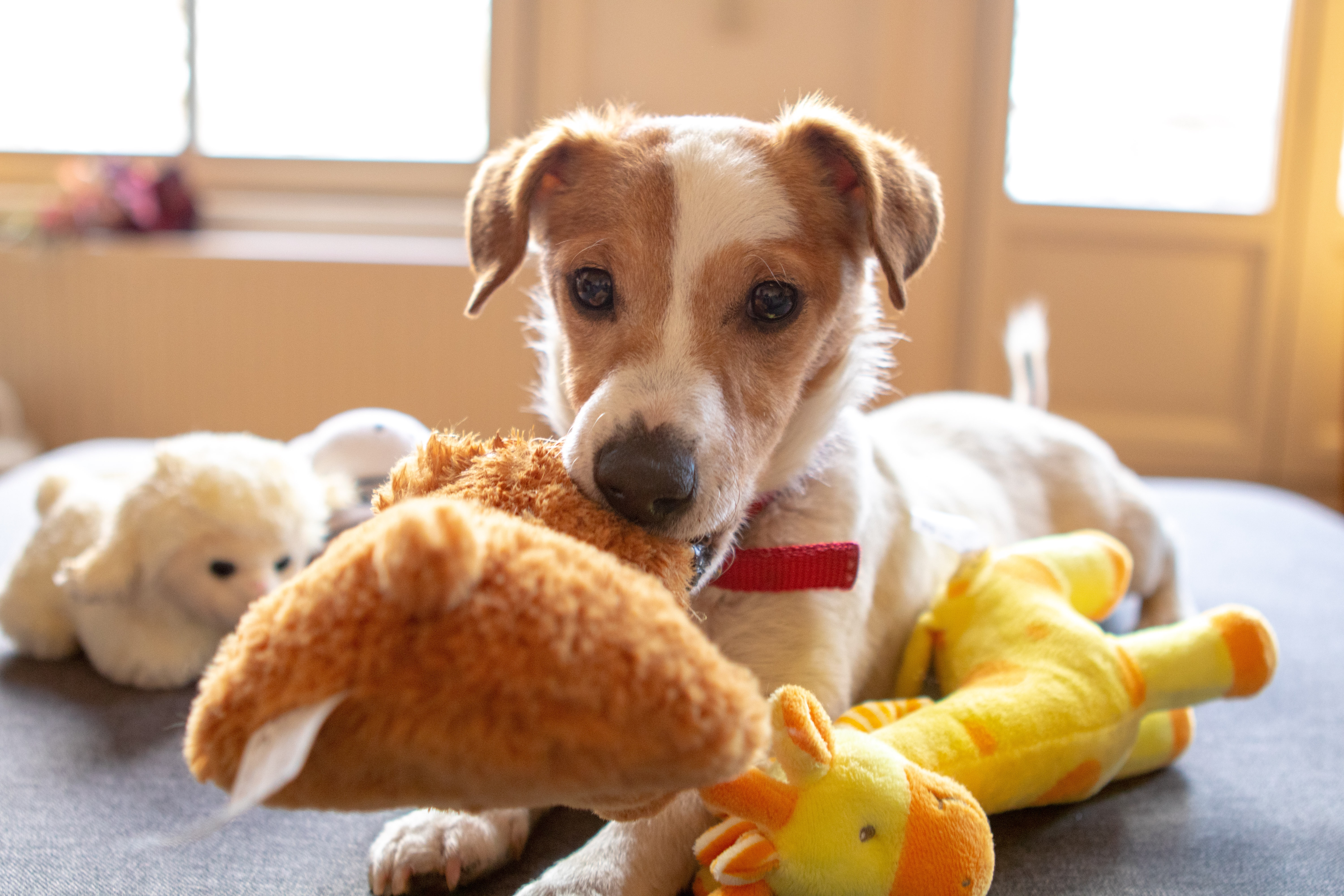 small dog playing with plush toys