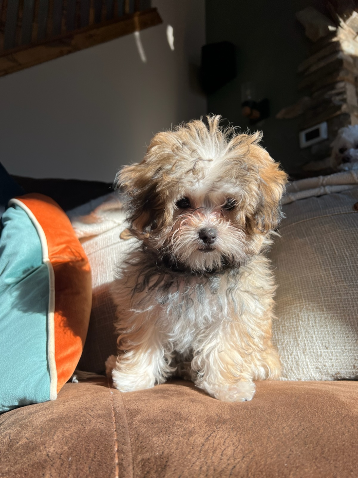 sable maltipoo dog on a brown couch