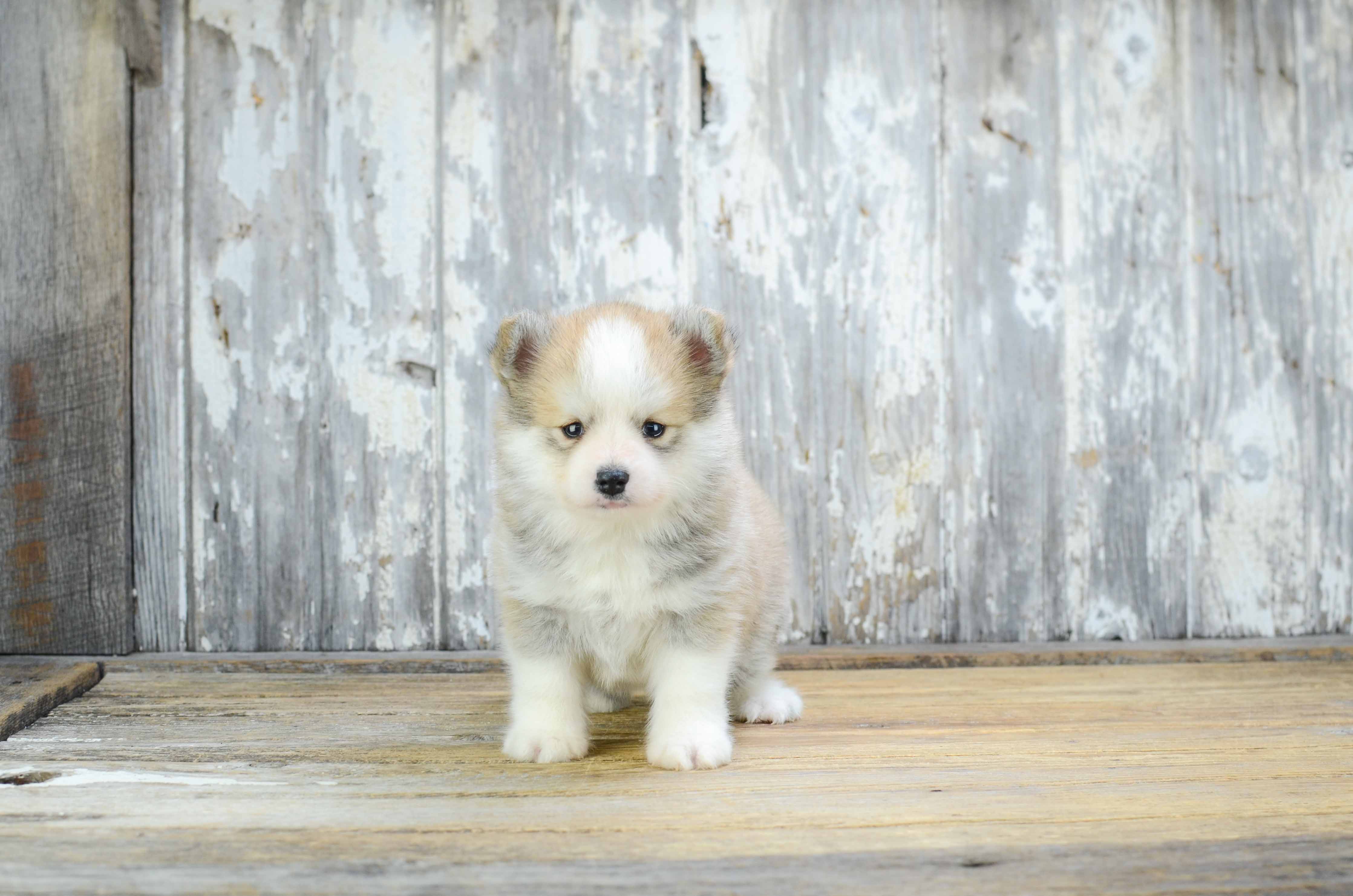 Pomsky Puppies For Sale | Small Cross Puppies Breeds For Sale In Ohio