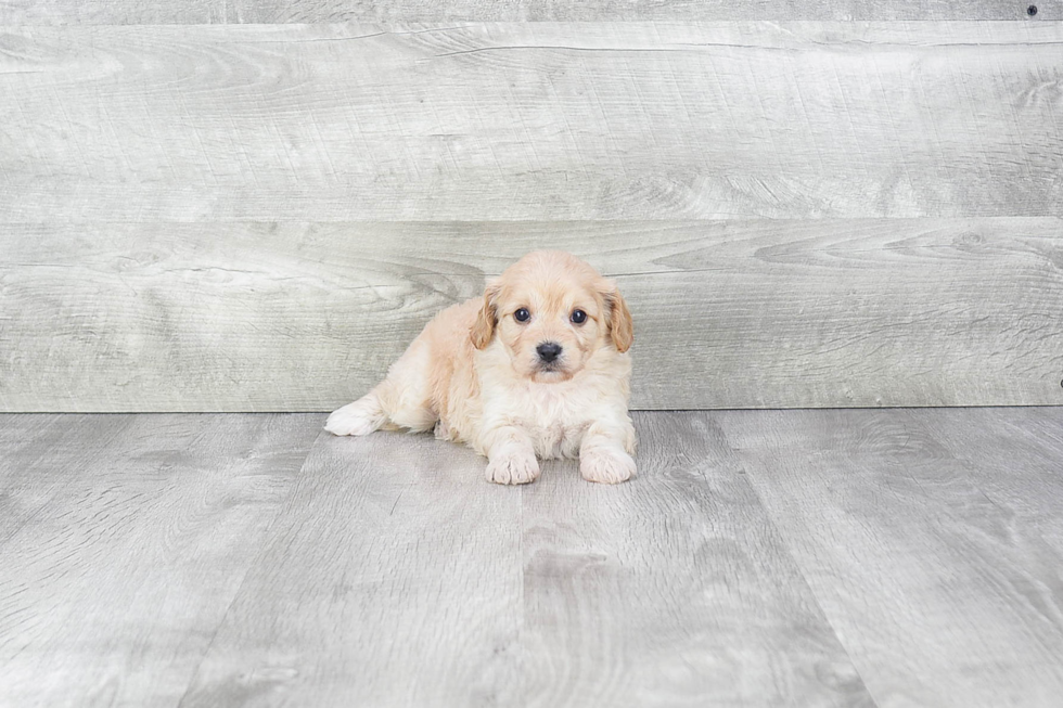 Meet Wiki - our Cavachon Puppy Photo 3/3 - Premier Pups