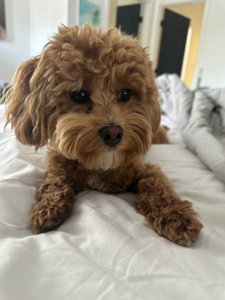 brown maltipoo with curly hair sitting on a bed