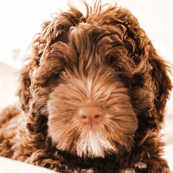 brown and fluffy mini portidoodle dog