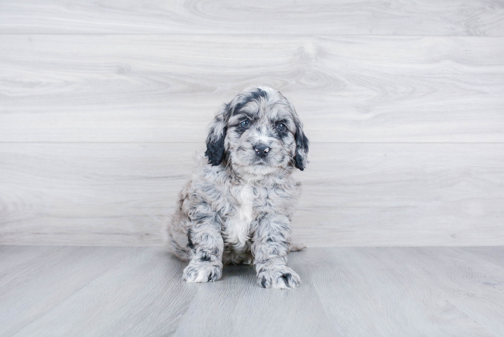 Meet Rolo - our Mini Goldendoodle Puppy Photo 3/4 - Premier Pups