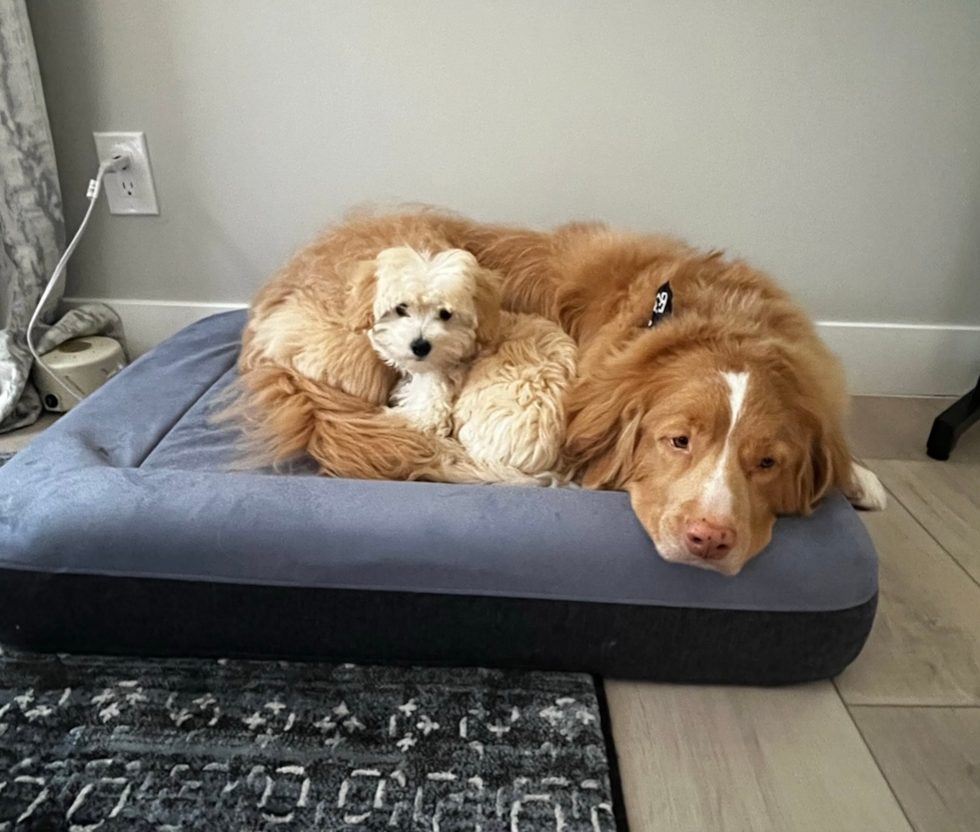 maltipoo cuddling with a bigger dog