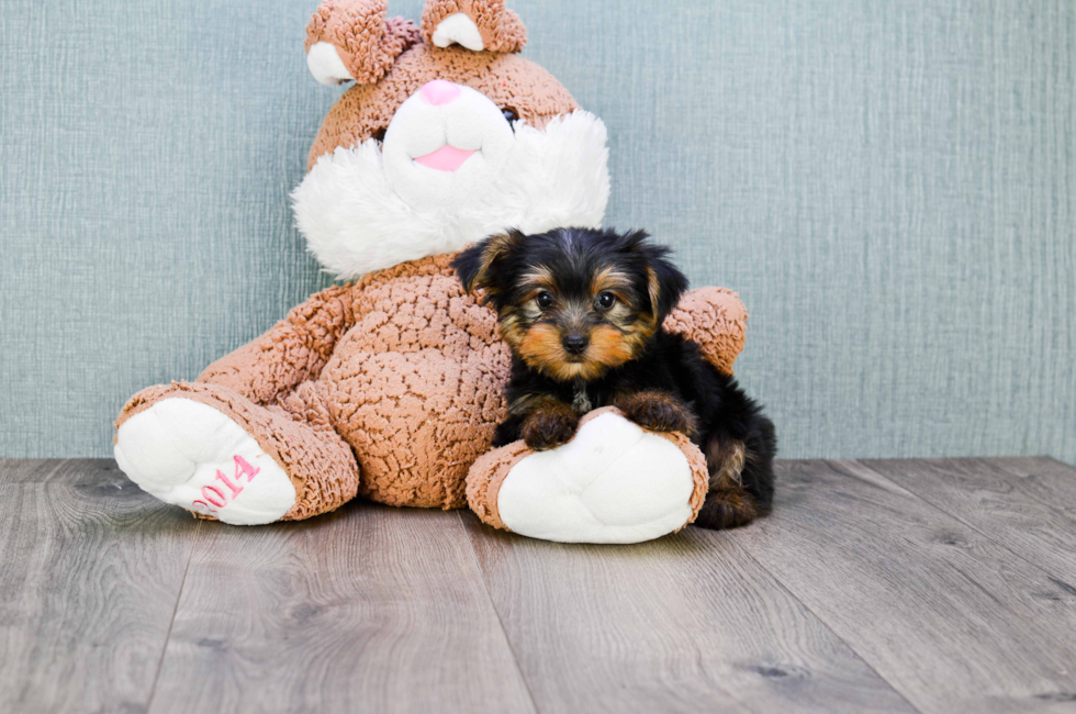 9 week yorkie puppy weight akc yorkie puppies for sale buy teacup terrier pups 9 week yorkie puppy weight akc yorkie puppies for sale buy teacup terrier pups