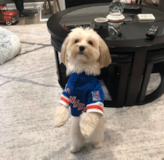 Puppy For Sale Premier Pups Cute Yorkie Designer Pup