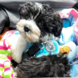 Puppy For Sale Premier Pups Havanese Being Cute