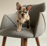 Puppy For Sale Premier Pups French Bulldog Being Cute