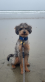 Mini Labradoodle Puppies Fluffy Labrador Poodle Mix Pup