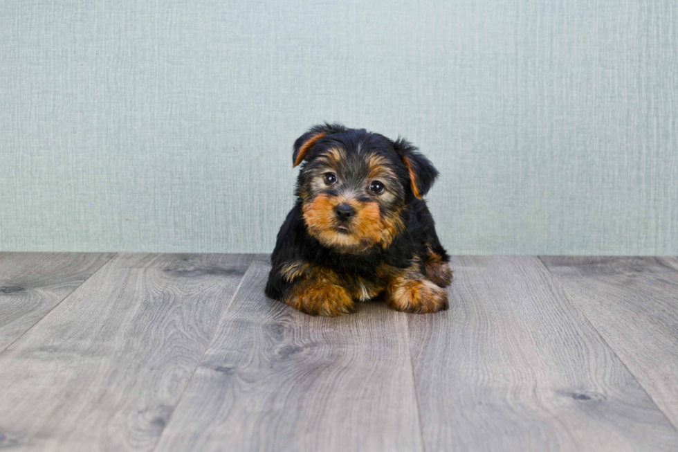Meet Ryan - our Yorkshire Terrier Puppy Photo 
